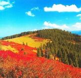 Paşakonağı Yaylası