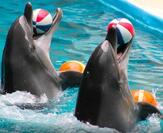 İstanbul Dolphinarium