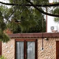 Oda Özellikleri Galerisi