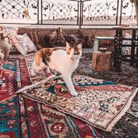 Oda Özellikleri Galerisi