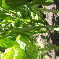 Bahçe & Oturma Alanları Galerisi