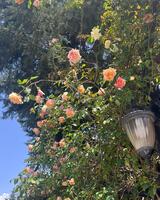 Bahçe & Oturma Alanları Galerisi