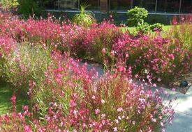 Yahşi's Yahşi Resort