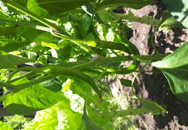 Kekik Pansiyon Çıralı