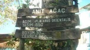 Anıt Ağaç