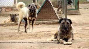 Uluslararası Kangal Köpek Festivali