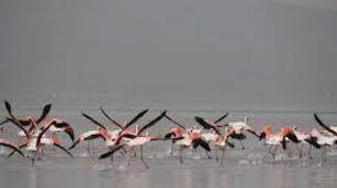 Erçek Gölü Kuş Gözlemciliği