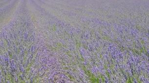 Lavanta Vadisi'nde Salıncak