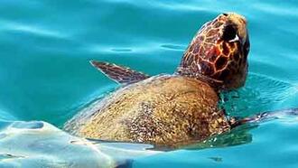 Dalyan Restoranları ve Yemek Yerleri