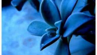 Çanakkale Restoranları ve Yemek Yerleri