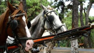 Büyükada Gezilecek Yerler ve Tarihi Yerler