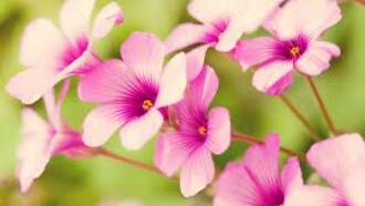 Afyonkarahisar Aktiviteleri ve Yapılacak Şeyler