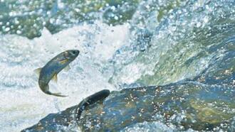 Van Aktiviteleri ve Yapılacak Şeyler