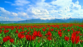 Muş Gezilecek Yerler ve Tarihi Yerler