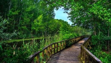 İğneada Ormanları