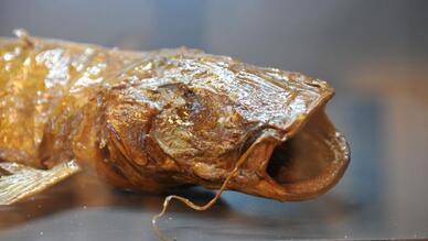 Deniz ve Su Ürünleri Müzesi