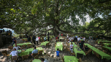 İnkaya Asırlık Çınarı