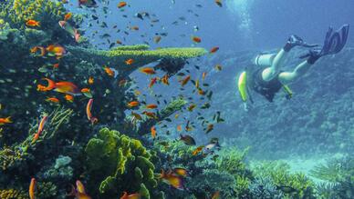 Ayvalıkda Dalış Yerleri