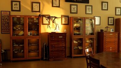 İhsan Ketin Doğa Tarihi Müzesi