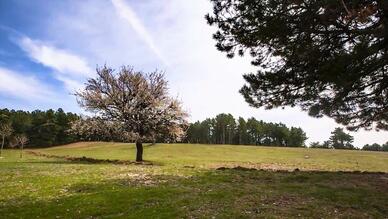 Bağlı Piknik Alanı