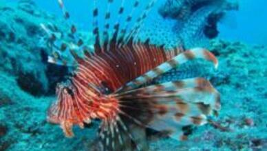 Olympos Diving Center