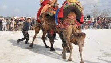 Geleneksel Folklorik Deve Güreşleri