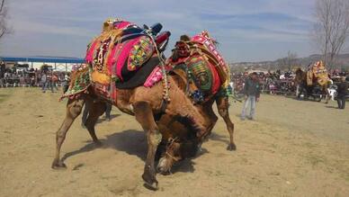 Selimiye Deve Güreşi Festivali