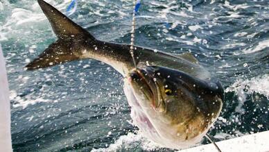 Palmiye Balıkçılık