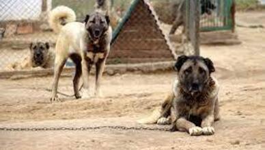 Uluslararası Kangal Köpek Festivali