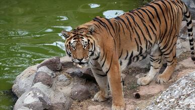 Gaziantep Hayvanat Bahçesi