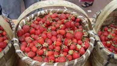 Bartın Çilek Festivali