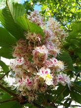 Ateşçiçeği Parkı