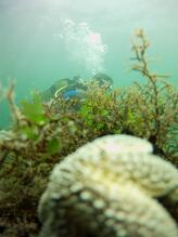 Tekirdağ Tüplü Dalış 