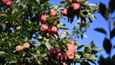 Eğirdir Elma Hasat Festivali