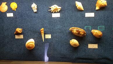 ETİ Sualtı Dünyası