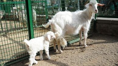 Keçiören Evcil Hayvanlar Parkı