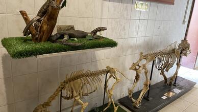 Veteriner Anatomi Müzesi