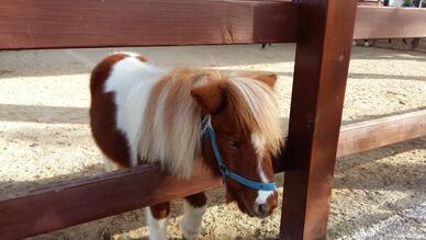 Cordelion Taypark Binicilik Okulu