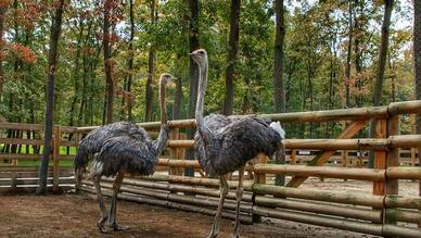 Ormanya Doğal Yaşam Parkı