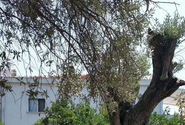 Cassiopeia Otel Alacati - Görsel 12