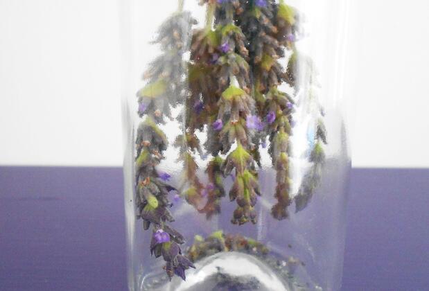 Manta Alacati - Görsel 48