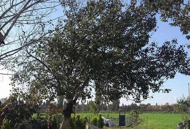 Sural Çiftliği - Görsel 6