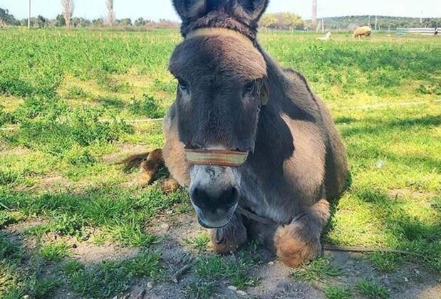 Sural Çiftliği - Görsel 12