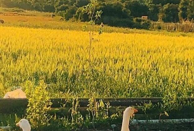 Sural Çiftliği - Görsel 29