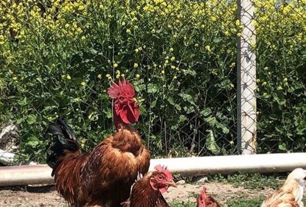 Sural Çiftliği - Görsel 30