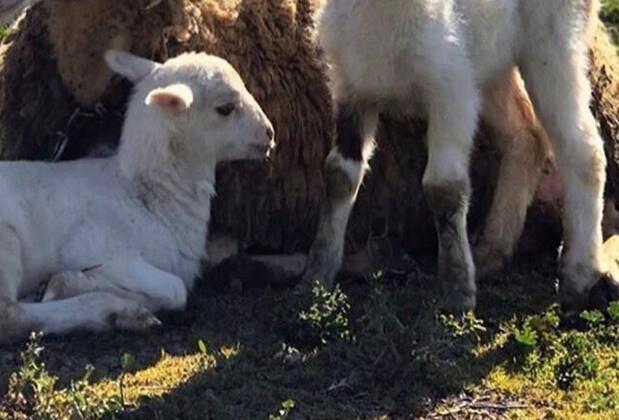 Sural Çiftliği - Görsel 34