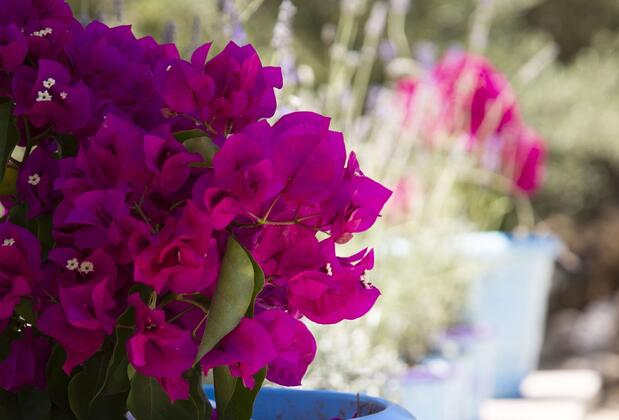 Efruze Otel - Görsel 21