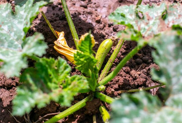 Gülsüm Hanım Evleri - Görsel 15