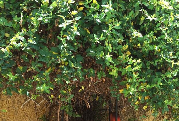 Villa Danlin Hotel - Görsel 7