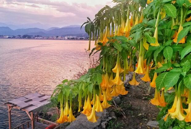 Ece Butik Hotel - Görsel 7